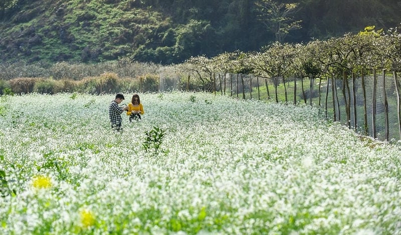 Vẻ đẹp tinh khôi mộc mạc mùa hoa cải trắng Yên Bái