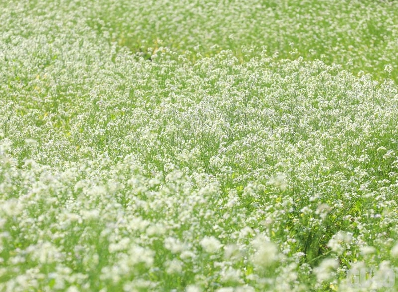Mùa hoa cải trắng Yên Bái thu hút khách mê thiên nhiên