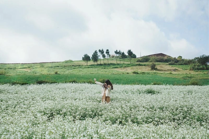 Đồi hoa cải trắng Yên Bái rộng lớn thu hút mọi ánh nhìn