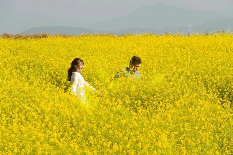 Ảnh hoa cải Đà Lạt vàng rực rỡ trên cánh đồng bát ngát