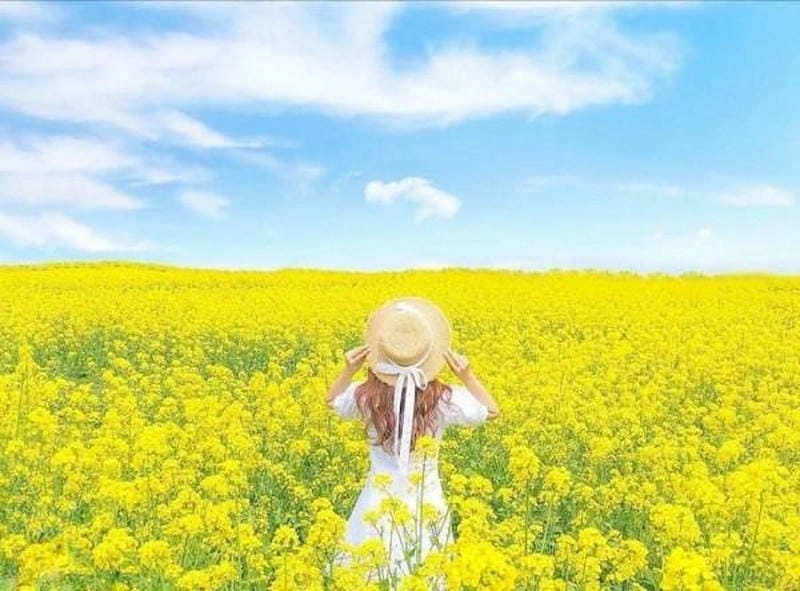 Cánh đồng cải rực rỡ mùa đông Đà Lạt làm say đắm lòng người