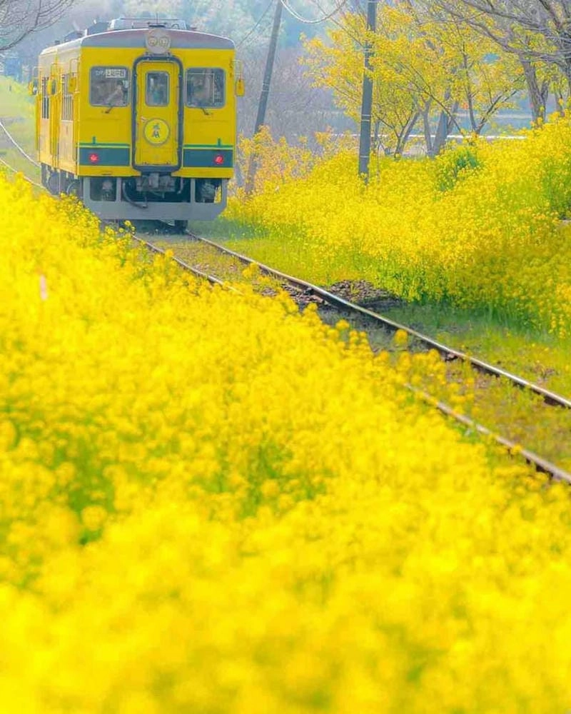 Mùa hoa cải vàng Đà Lạt rực rỡ thu hút bao ánh nhìn