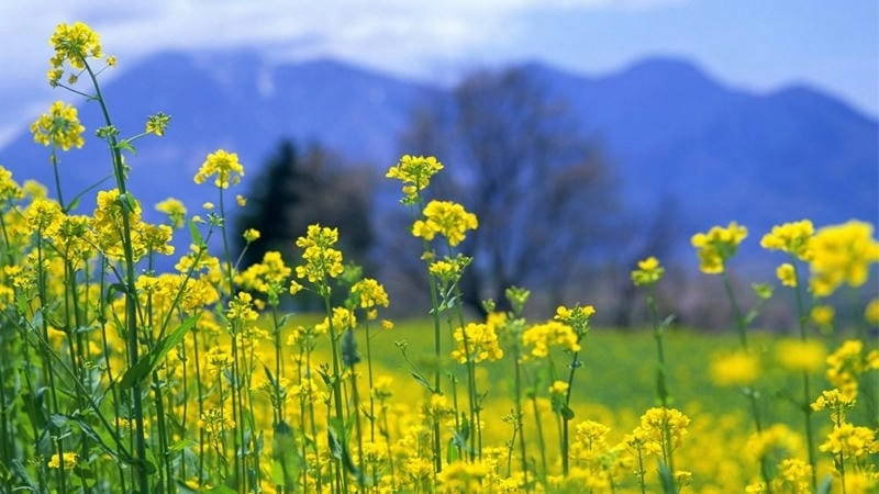 Mùa đông Đà Lạt điểm xuyết sắc vàng hoa cải rực rỡ