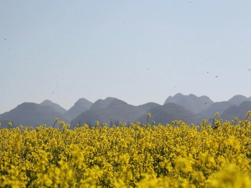 Hoàng hôn Đà Lạt lung linh bên cánh đồng hoa cải vàng