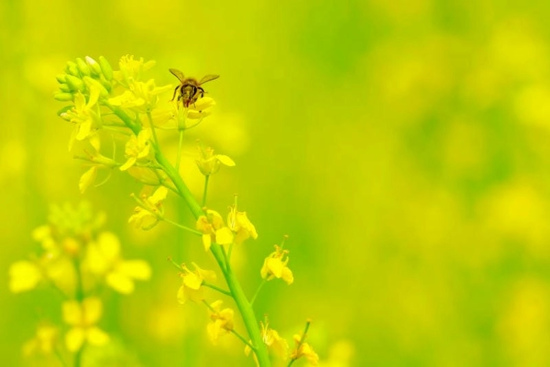 Lưu giữ khoảnh khắc bên cánh đồng cải rực rỡ