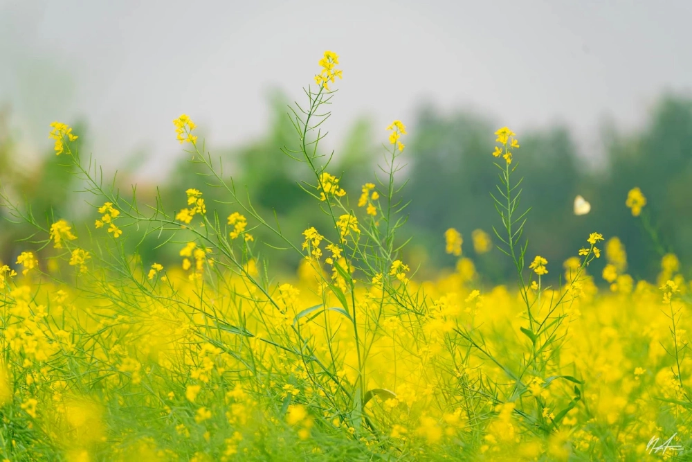 Thức dậy đón bình minh hoa cải lung linh