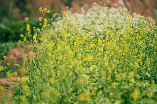 Ảo diệu sắc vàng trong sương mù hoa cải