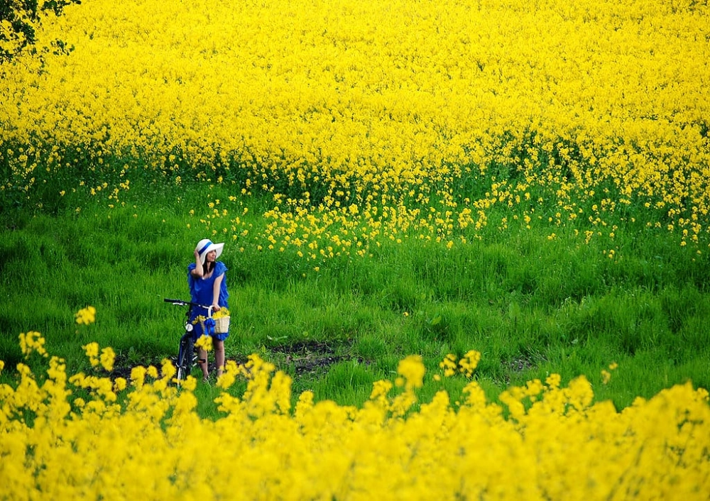 Rực rỡ khung trời với hoa cải nở rộ