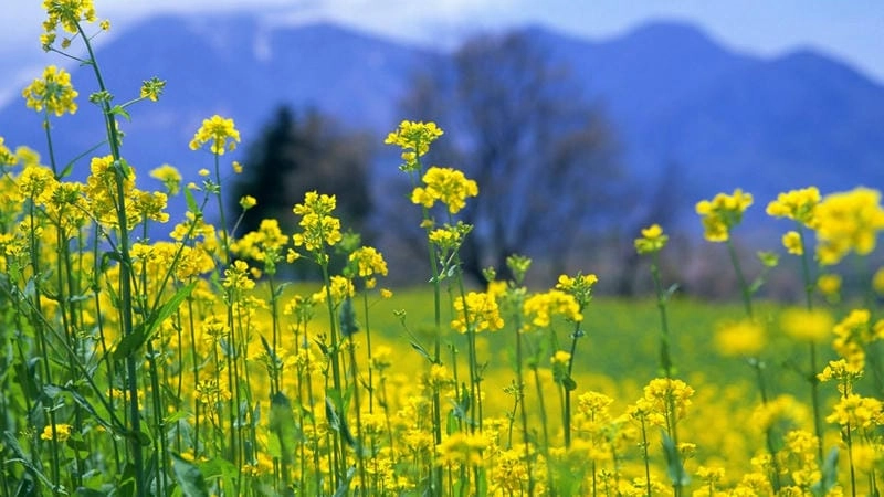 Ngẩn ngơ trước ảnh hoa cải vàng Mộc Châu
