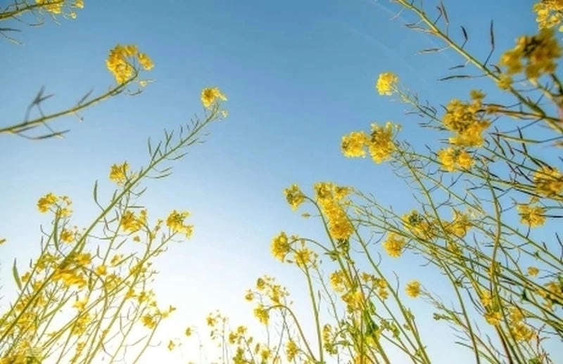 Bừng sáng một góc trời bình minh hoa cải