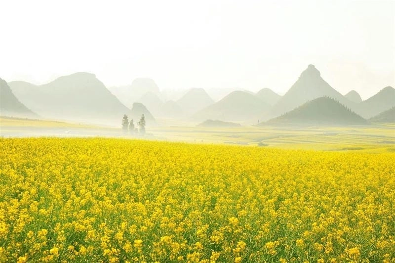 Mờ ảo nhẹ nhàng trong sương mù hoa cải