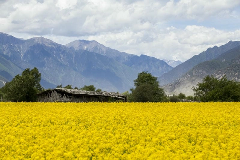 Say mê sắc vàng tại cánh đồng hoa cải