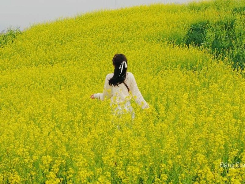 Lạc bước giữa khung trời mùa hoa thơ mộng