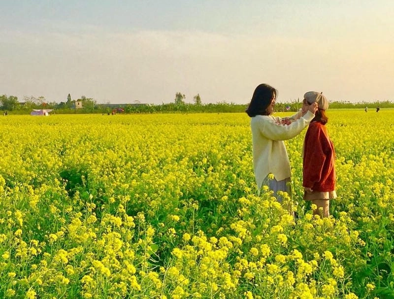 Sơn La thơ mộng mùa hoa cải vàng đắm say