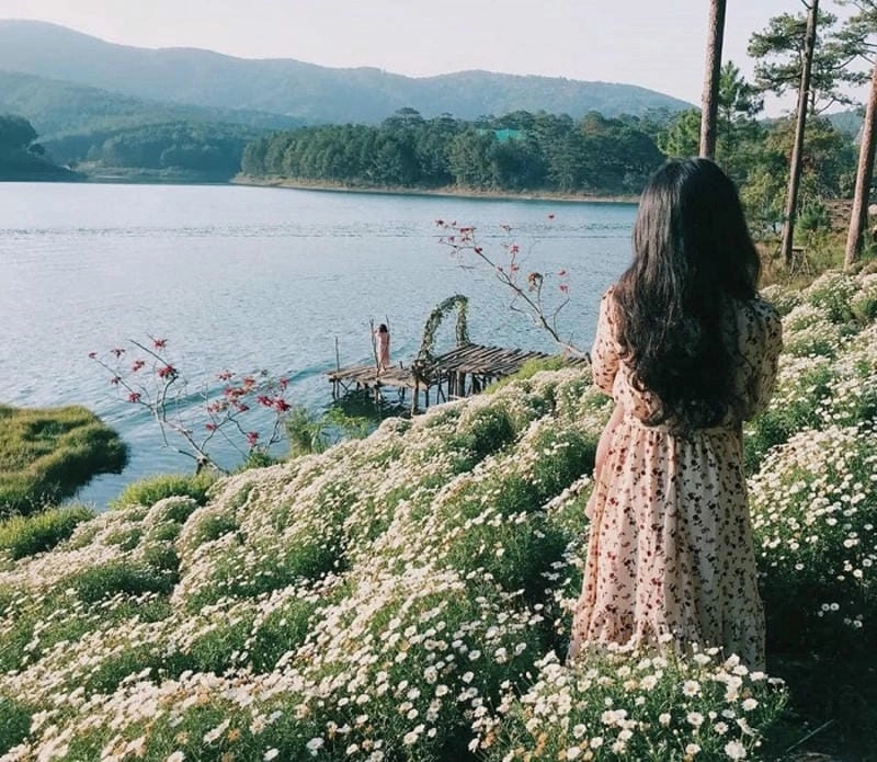 Đừng quên checkin ảnh cúc họa mi Đà Lạt lung linh sương mai