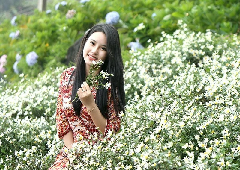 Ảnh cúc họa mi Lào Cai rực rỡ sắc trắng tinh khôi
