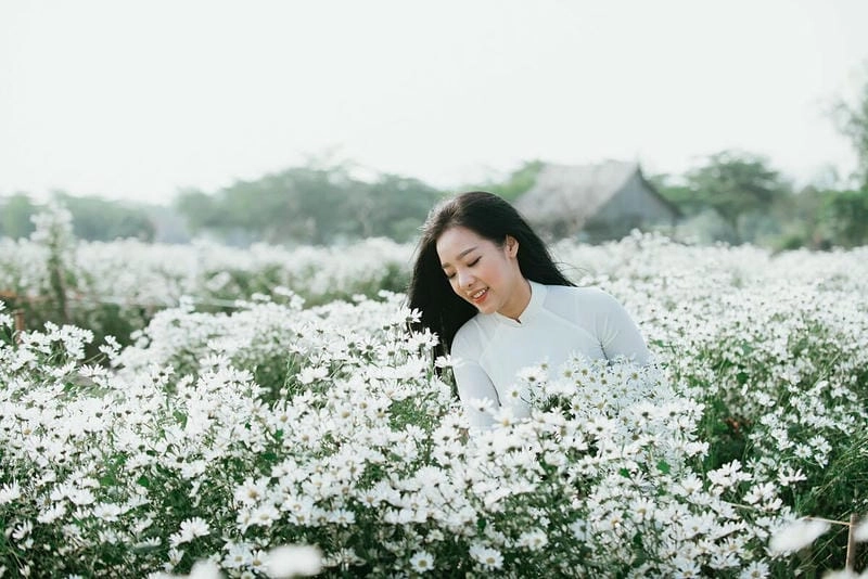 Lào Cai thơ mộng nhờ sắc trắng cúc họa mi mùa đông