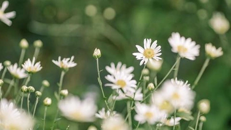 Cúc họa mi rực rỡ làm sáng bừng cả vùng núi Tây Bắc