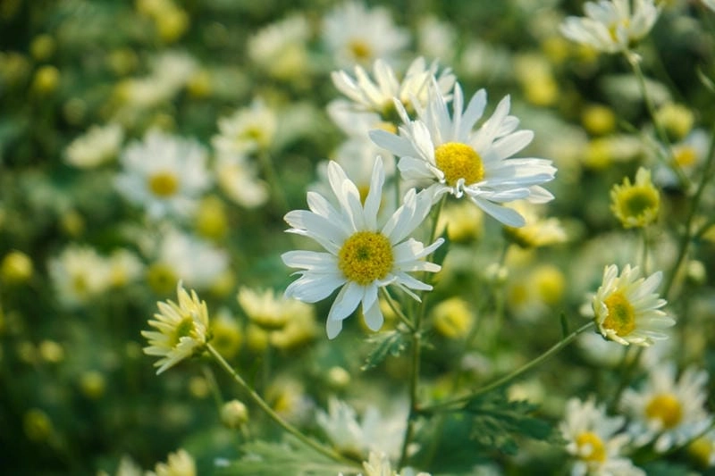 Bình minh trên cánh đồng cúc họa mi tạo nên khung cảnh tuyệt vời