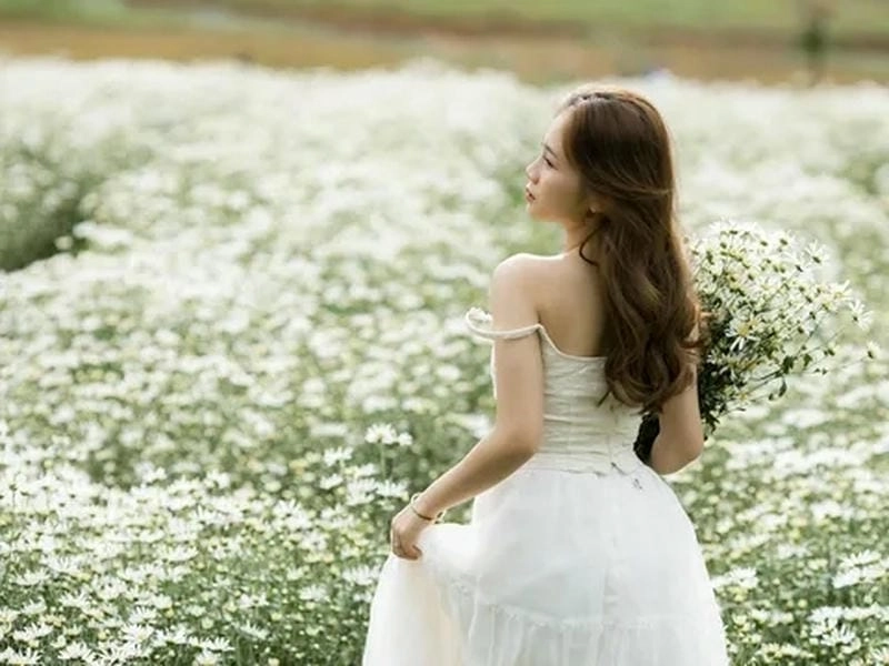 Mộc Châu thơ mộng với cúc họa mi làm say lòng du khách