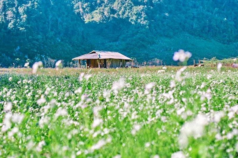 Gợi cảm xúc ngọt ngào Sapa thơ mộng