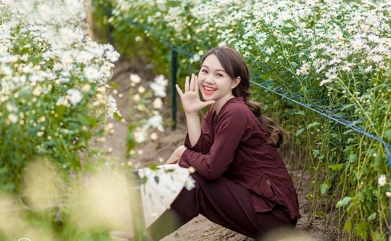 Mùa hoa cúc họa mi Tuyên Quang thu hút đông khách