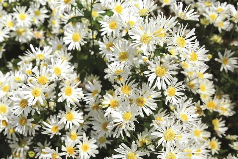 Khám phá điểm ngắm cúc họa mi Tuyên Quang đẹp nhất