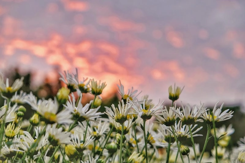 Hoàng hôn Tuyên Quang rực rỡ hoa cúc họa mi