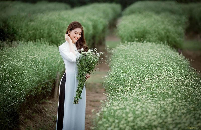 Yên Bái thơ mộng với mùa hoa cúc họa mi trắng