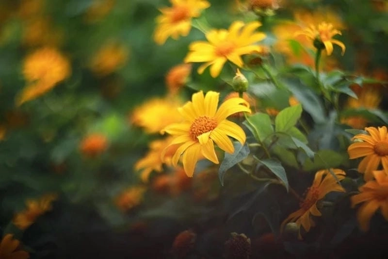 Hoàng hôn Đà Nẵng đẹp ngỡ ngàng bên cánh đồng hoa dã quỳ