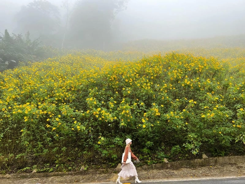 Sương mù dã quỳ tạo nên cảnh sắc huyền ảo và thơ mộng