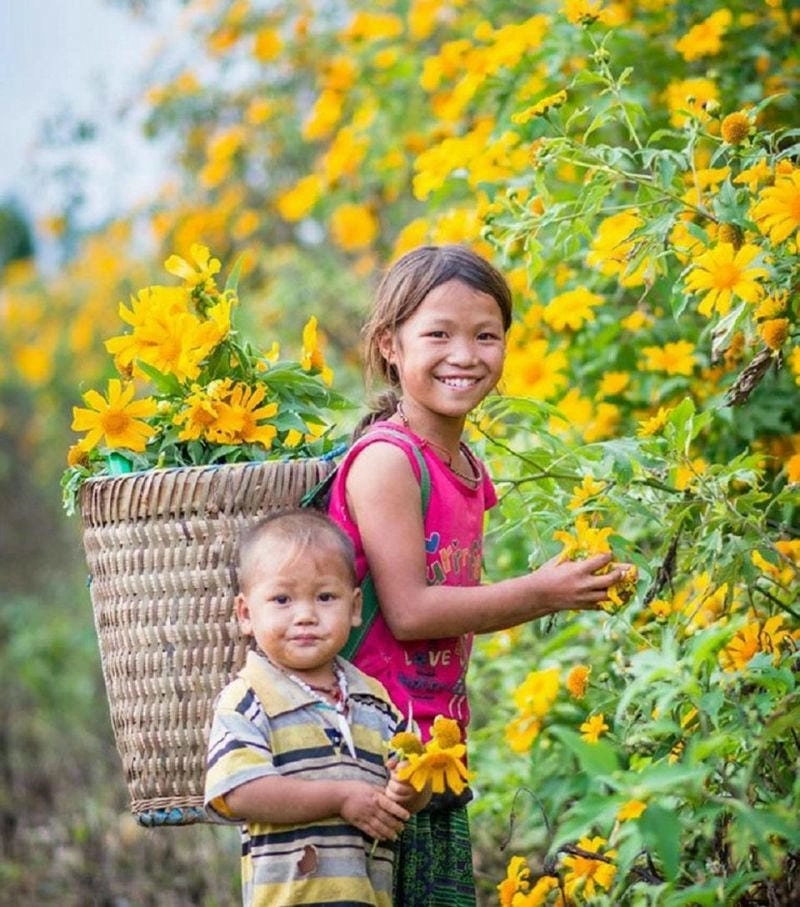 Khám phá cung đường ngắm hoa dã quỳ Gia Lai tuyệt vời