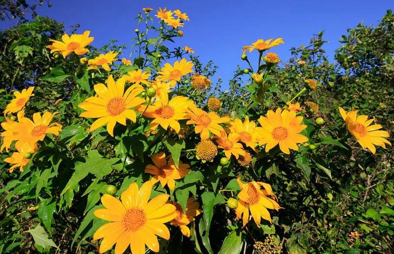 Bình minh dã quỳ Gia Lai nhẹ nhàng trong sương sớm