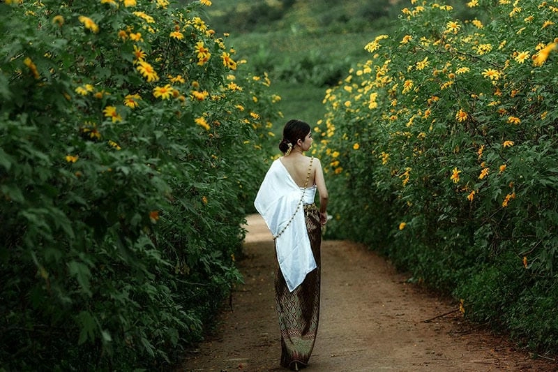 Hoa dã quỳ Gia Lai nở rộ khoe sắc giữa núi rừng