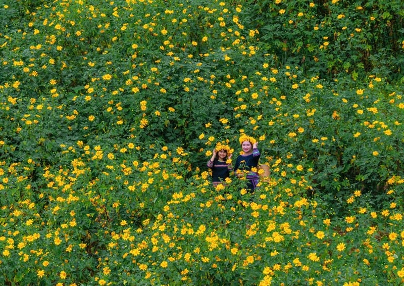 Đồi hoa dã quỳ Kon Tum trải dài quyến rũ bao la