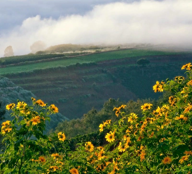 Bình minh dã quỳ Kon Tum khoảnh khắc thiên nhiên tuyệt đẹp