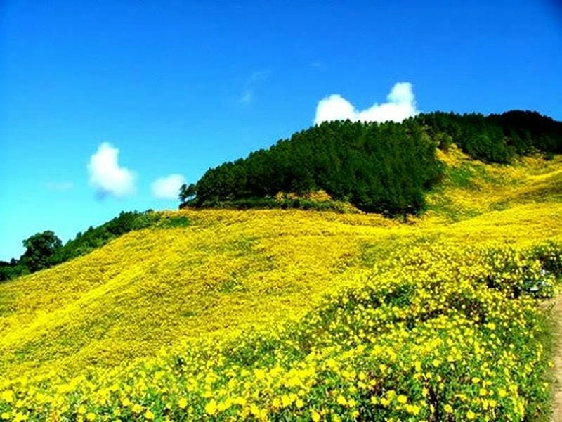 Hẹn nhau đến đồi hoa dã quỳ rực rỡ vào độ cuối thu