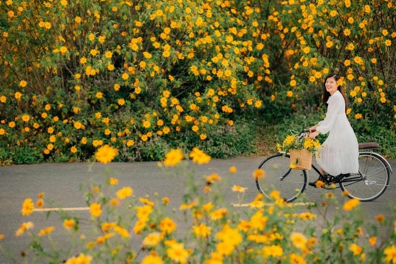Mùa thu Pleiku dịu dàng hòa cùng sắc hoa dã quỳ