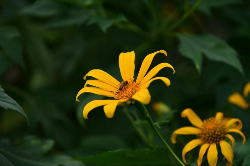 Hoàng hôn Pleiku thơ mộng nhuộm vàng hoa dã quỳ