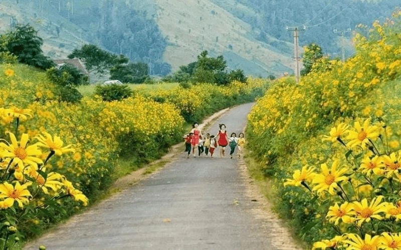 Hoa dã quỳ nở rộ phủ vàng rực rỡ đất trời Pleiku