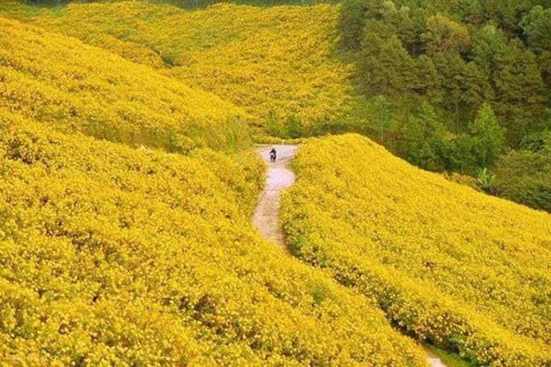 Đừng bỏ lỡ thời gian lý tưởng để đến Bảo Lộc mùa hoa dã quỳ