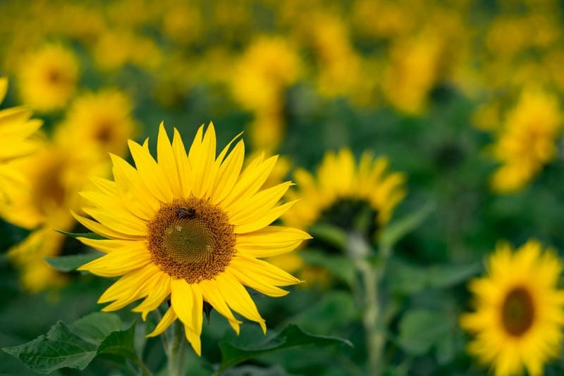 Những cánh đồng hướng dương nổi tiếng