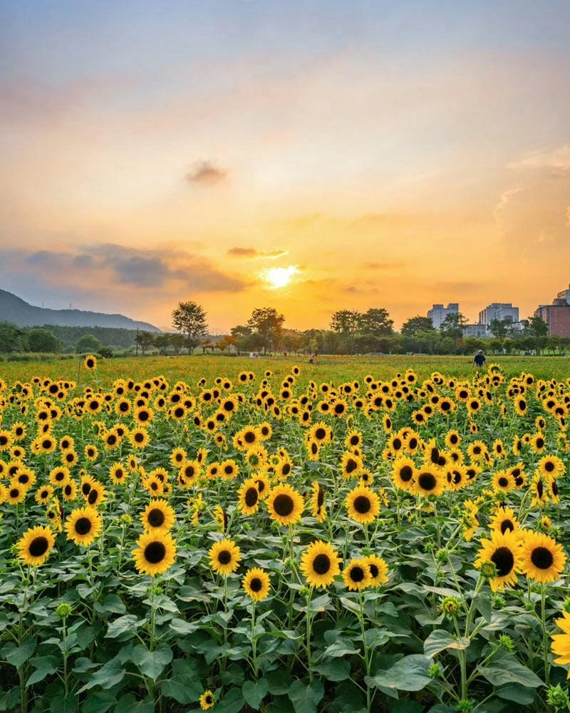 Bình minh hướng dương đẹp đến nao lòng