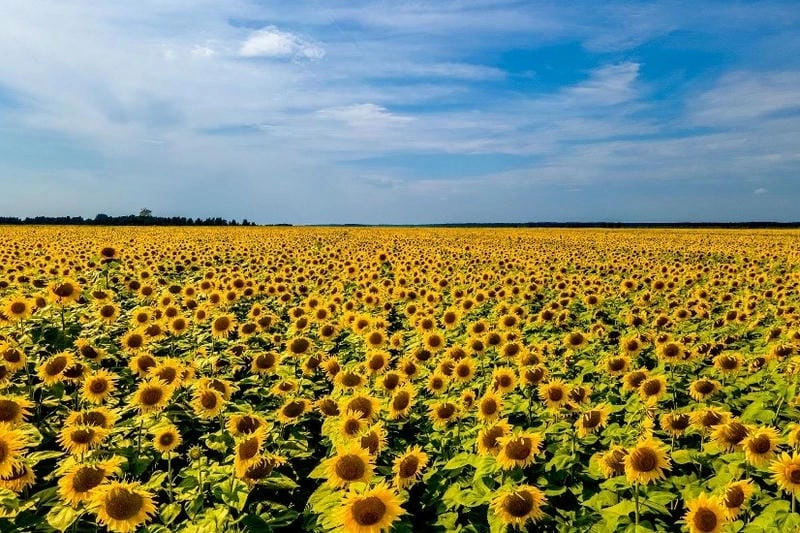 Vẻ đẹp rực rỡ của mùa hoa hướng dương Ukraine khiến lòng người xao xuyến