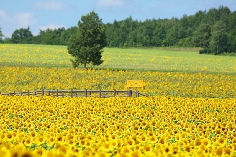 Ukraine thơ mộng với sắc hoa hướng dương