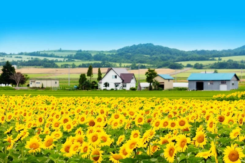 Hướng dương vàng rực báo hiệu mùa hè đã về trên đất Ý