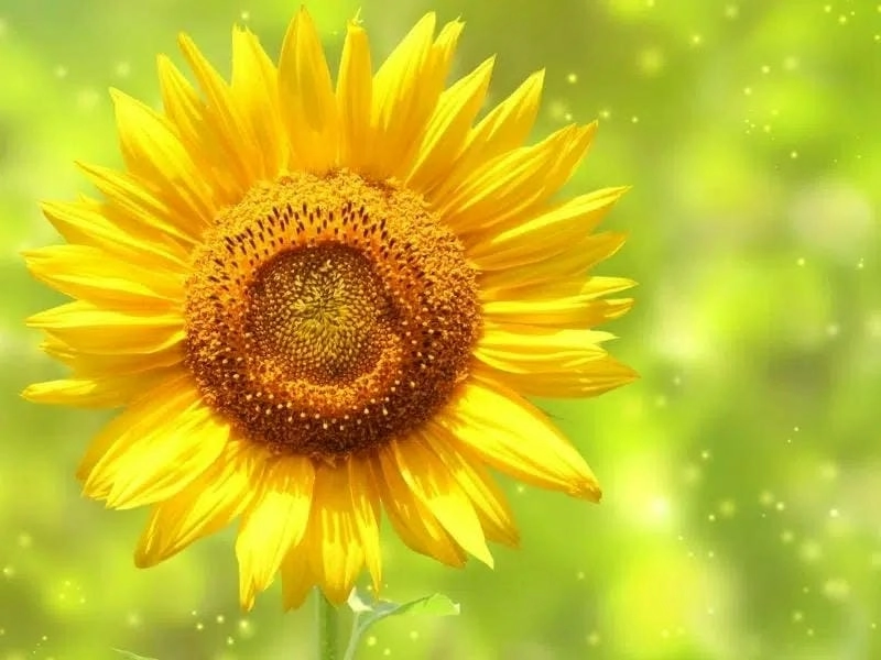 Sương mù hướng dương buổi sớm mai huyền ảo