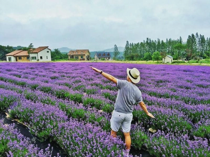 Mùa hè Surrey ngập tràn sắc lavender