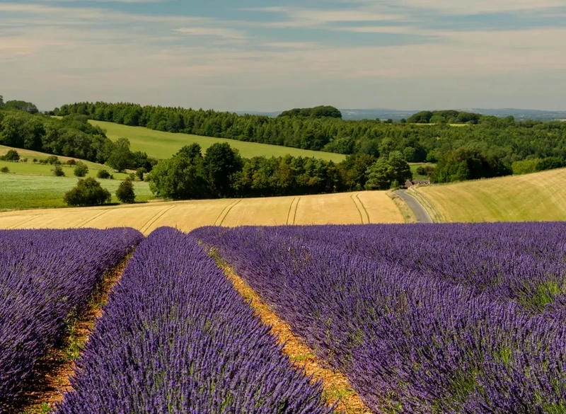 Cánh đồng lavender Mayfield đẹp ngỡ ngàng