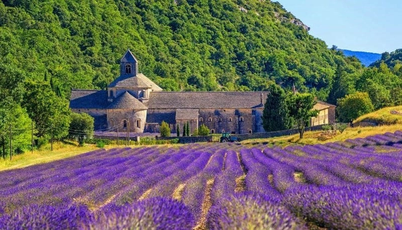 Sương mù lavender buổi sớm mai huyền ảo